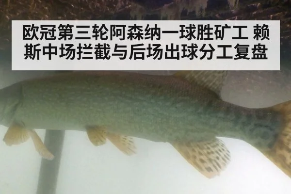 欧冠第三轮阿森纳一球胜矿工 赖斯中场拦截与后场出球分工复盘